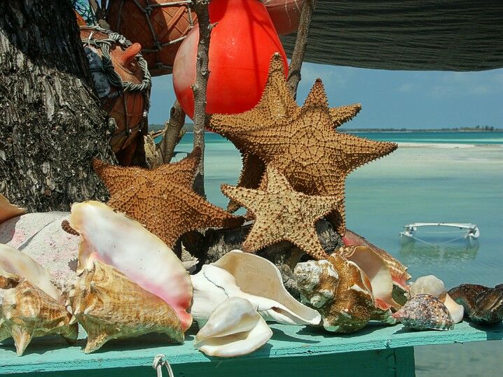 Click to See Next Image